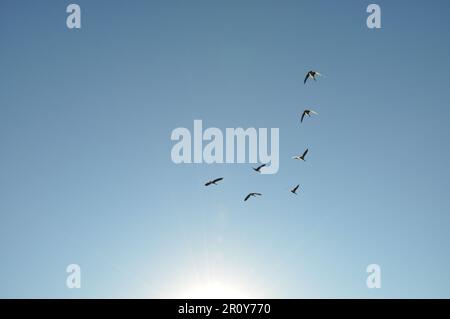 Sieben Gänse fliegen am blauen Himmel Stockfoto