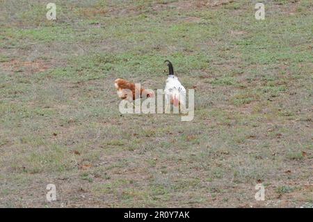 Ein weißer Hahn und braunes Huhn kratzen den Boden auf einem grasbedeckten Feld Stockfoto