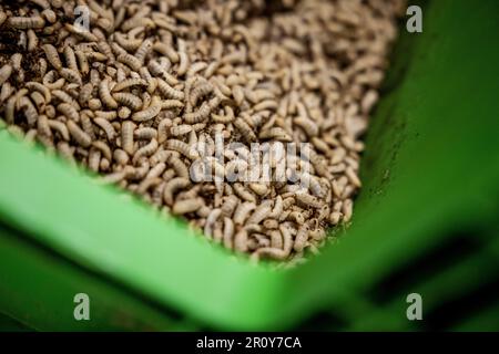 BERGEN OP ZOOM - Larven der Soldatenfliegen (Hermetia illucens) in Protix, der größten Insektenfarm der Welt. Die Larven dieser Fliege sind sehr eiweißreich. ANP ROBIN VAN LONKHUIJSEN niederlande raus - belgien raus Stockfoto