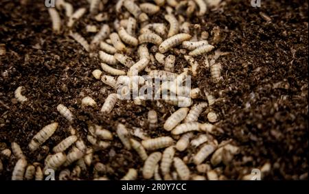 BERGEN OP ZOOM - Larven von Soldatenfliegen (Hermetia illucens) in Protix, der größten Insektenfarm der Welt. Die Larven dieser Fliege sind sehr eiweißreich. ANP ROBIN VAN LONKHUIJSEN niederlande raus - belgien raus Stockfoto