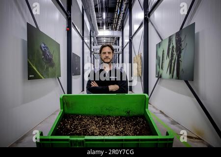 BERGEN OP ZOOM - Porträt von Kees Aarts (CEO und Gründer) von Protix, der größten Insektenfarm der Welt. Die Larven dieser Fliege sind sehr eiweißreich. ANP ROBIN VAN LONKHUIJSEN niederlande raus - belgien raus Stockfoto