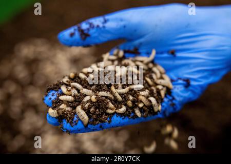 BERGEN OP ZOOM - Larven von Soldatenfliegen (Hermetia illucens) in Protix, der größten Insektenfarm der Welt. Die Larven dieser Fliege sind sehr eiweißreich. ANP ROBIN VAN LONKHUIJSEN niederlande raus - belgien raus Stockfoto