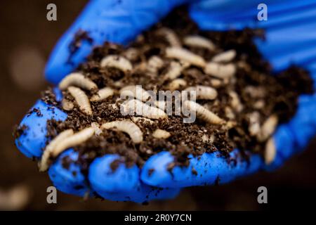 BERGEN OP ZOOM - Larven der Soldatenfliegen (Hermetia illucens) in Protix, der größten Insektenfarm der Welt. Die Larven dieser Fliege sind sehr eiweißreich. ANP ROBIN VAN LONKHUIJSEN niederlande raus - belgien raus Stockfoto