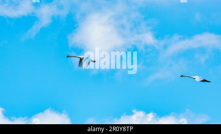 Ein Paar stumme Schwäne, die in der Nähe von Reculver, Herne Bay in Kent, England, fliegen Stockfoto