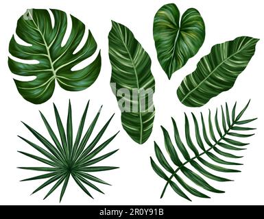 Tropische Dschungelblätter liegen fest. Monstera, Palmenblätter. Realistische handgezeichnete Illustration. Isoliert auf weiß Stockfoto
