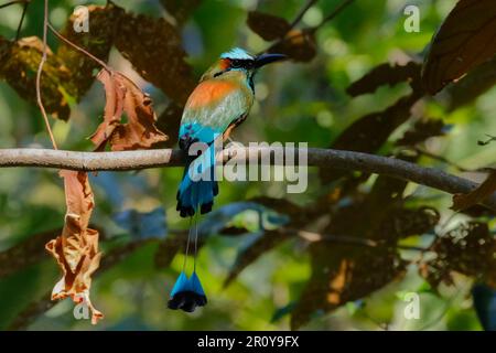 Der wunderschöne Guardabarranco-Vogel (türkisbraun-Mott), der Nationalvogel von Nicaragua, im Biologischen Reservat. Nosara, Guanacaste, Costa Rica Stockfoto