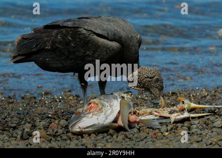 Südamerikanischer Schwarzgeier (Coragyps brasiliensis), ein gewöhnlicher Schnitzeljäger, frisst tote Fische an der Nosara Boca Flussmündung. Nosara, Guanacaste, Costa Rica Stockfoto