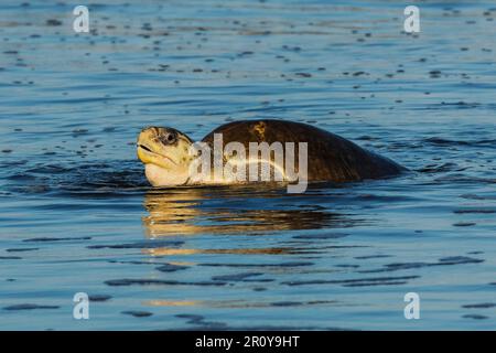 Olive Ridley Schildkröte verlässt den Strand, nachdem sie Eier in diesem wichtigen Schildkrötenreservat gelegt hat. Playa Ostional, Nosara, Nicoya, Guanacaste, Costa Rica Stockfoto