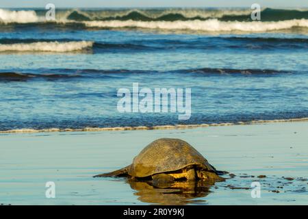 Olive Ridley Schildkröte verlässt den Strand, nachdem sie Eier in diesem wichtigen Schildkrötenreservat gelegt hat. Playa Ostional, Nosara, Nicoya, Guanacaste, Costa Rica Stockfoto