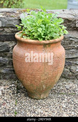 Koriander wächst in einem Terrakotta-Topf. Stockfoto