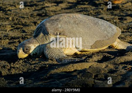 Olive Ridley Schildkröte verlässt den Strand, nachdem sie Eier in diesem wichtigen Schildkrötenreservat gelegt hat. Playa Ostional, Nosara, Nicoya, Guanacaste, Costa Rica Stockfoto