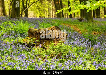 Bluebells in Kings Woods, Challock bei Ashford, Kent, England Stockfoto