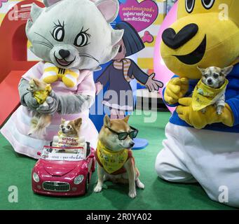 Bangkok, Thailand - 4. Mai 2023: Hunde und Maskottchen für Fotos auf der Pet Expo. Stockfoto