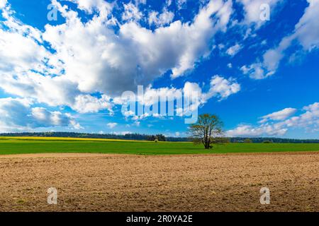 Ländliches Gebiet mit Feldern und Wäldern unter blauem Himmel. Stockfoto