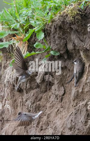 Sandmartins (Riparia Riparia) am Ufer des Flusses Tay, Perth, Perthshire, Schottland, Vereinigtes Königreich. Stockfoto