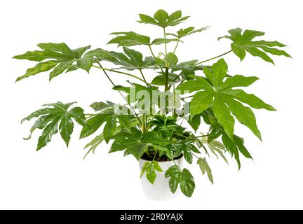 Frische grüne, grüne Blätter von Fatsia japonica, die im Keramikblütentopf wachsen, isoliert auf weißem Hintergrund Stockfoto