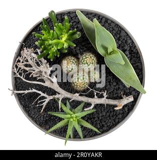 Draufsicht auf grüne Kakteen und Aloe mit anderen Sukkulenten und trockenen Zweigen, die in einem Topf isoliert auf weißem Hintergrund vegetiert werden Stockfoto