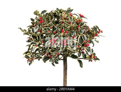 Üppiges Ilex aquifolium mit grünen Blättern und roten Beeren mit geradem Stamm vor leerem Hintergrund im Studio Stockfoto