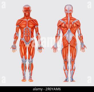 Einfaches Vintage-Diagramm mit Bild der gesamten Anatomie, das die Muskeln des menschlichen Körpers zeigt Stockfoto
