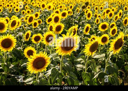 Viele leuchtend gelb blühende Sonnenblumen mit grünen Blättern, die an sonnigen Tagen auf dem Land wachsen Stockfoto