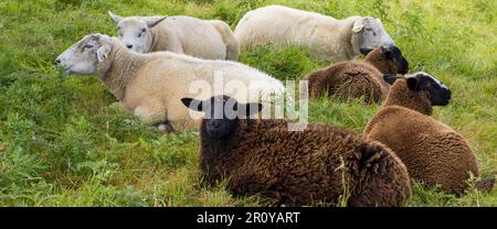 Drei weiße und drei braune Schafe liegen auf einer grünen Wiese. Eine Schaffe auf einer Weide. Schafherde auf grünem Grasfeld Stockfoto