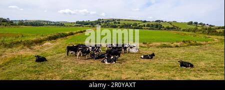 Eine schwarz-weiße Kühe auf einer irischen Bauernweide im Sommer. Kühe auf dem Feld. Kuhherde auf grünem Grasfeld Stockfoto