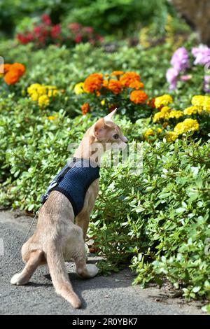 Die junge Abessinierkatze färbt Faun mit einer Leine, die um den Hof geht. Niedliche Katze im Geschirr auf dem Rasen sitzen. Haustiere zu Fuß im Freien, Abenteuer auf Th Stockfoto