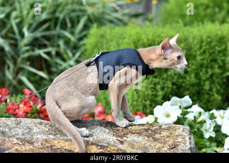 Die junge Abessinierkatze färbt Faun mit einer Leine, die um den Hof geht. Niedliche Katze im Geschirr auf dem Rasen sitzen. Haustiere zu Fuß im Freien, Abenteuer auf Th Stockfoto