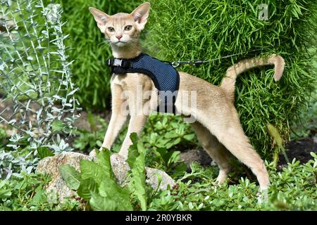 Die junge Abessinierkatze färbt Faun mit einer Leine, die um den Hof geht. Niedliche Katze im Geschirr auf dem Rasen sitzen. Haustiere zu Fuß im Freien, Abenteuer auf Th Stockfoto