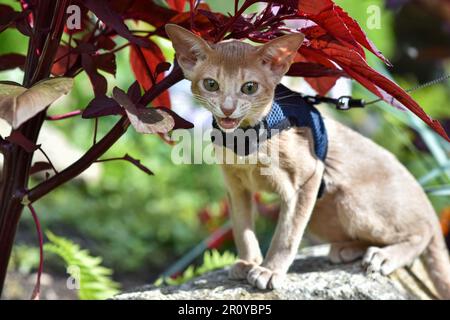 Die junge Abessinierkatze färbt Faun mit einer Leine, die um den Hof geht. Niedliche Katze im Geschirr auf dem Rasen sitzen. Haustiere zu Fuß im Freien, Abenteuer auf Th Stockfoto