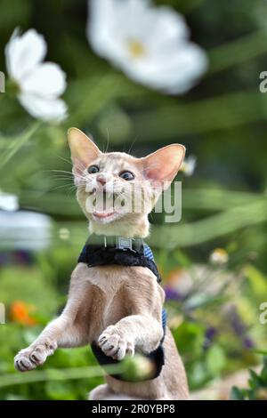 Die junge Abessinierkatze färbt Faun mit einer Leine, die um den Hof geht. Niedliche Katze im Geschirr auf dem Rasen sitzen. Haustiere zu Fuß im Freien, Abenteuer auf Th Stockfoto