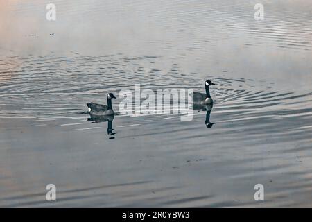 Zwei kanadische Gänse schwimmen in einem ruhigen Gewässer und erzeugen kleine Wellen im Gefolge Stockfoto