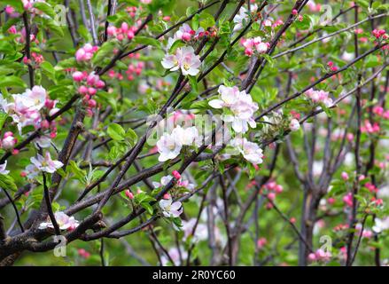 Detaildarstellung der Apfelblüte, die auf Baumästen blüht Stockfoto