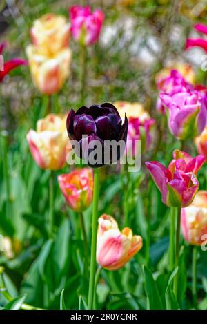 Nahaufnahme eines gemischten Gartenbetts aus blühenden Tulpen Stockfoto