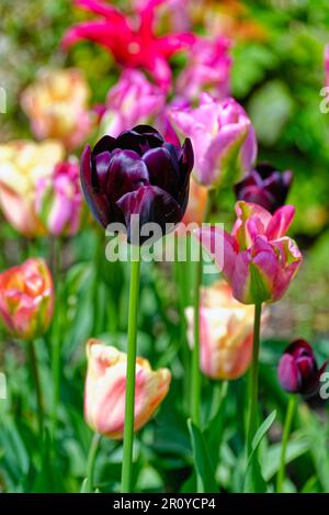 Nahaufnahme eines gemischten Gartenbetts aus blühenden Tulpen Stockfoto
