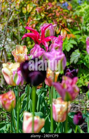 Nahaufnahme eines gemischten Gartenbetts aus blühenden Tulpen Stockfoto