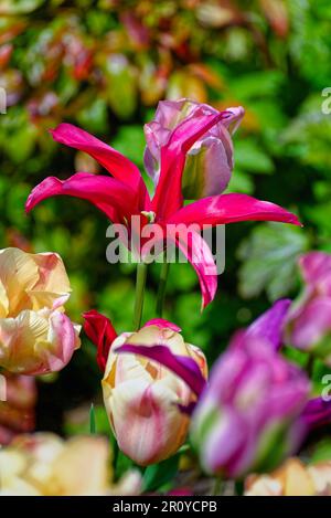 Nahaufnahme eines gemischten Gartenbetts aus blühenden Tulpen Stockfoto
