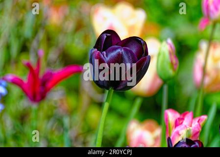 Nahaufnahme eines gemischten Gartenbetts aus blühenden Tulpen Stockfoto