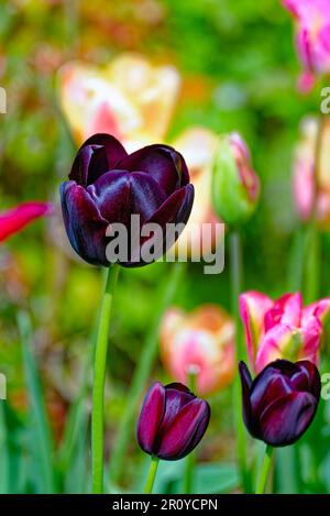 Nahaufnahme eines gemischten Gartenbetts aus blühenden Tulpen Stockfoto