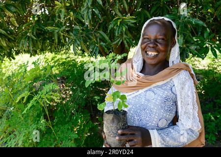 TSCHAD, Guéra, Bitkine, Frau mit Setzlingen von Moringa-Baum zur Einkommensgenerierung im Gemeindegarten, Blätter werden für pflanzliche medizinische Anwendungen verwendet, Moringa oleifera ist ein schnell wachsender, trockenresistenter Baum der Familie Moringaceae / TSCHAD , Guéra, Bitkine, Frau Djaba HABA auch mit Moringa Baum oder Meeretchbaum, Der Anbau wird zur Einkommensförderung genutzt, die Blätter werden als Heilpflanzen verkauft Stockfoto