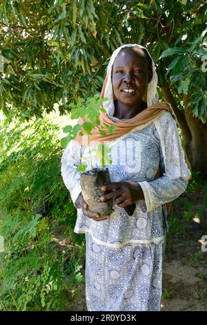 TSCHAD, Guéra, Bitkine, Frau mit Setzlingen von Moringa-Baum zur Einkommensgenerierung im Gemeindegarten, Blätter werden für pflanzliche medizinische Anwendungen verwendet, Moringa oleifera ist ein schnell wachsender, trockenresistenter Baum der Familie Moringaceae / TSCHAD , Guéra, Bitkine, Frau Djaba HABA auch mit Moringa Baum oder Meeretchbaum, Der Anbau wird zur Einkommensförderung genutzt, die Blätter werden als Heilpflanzen verkauft Stockfoto