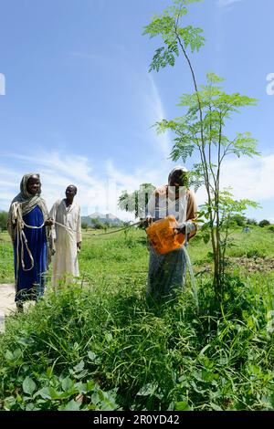 CHAD, Guéra, Bitkine, Frau bewässert Moringa-Baum im Gemeindegarten zur Einkommensgenerierung, Blätter werden für pflanzliche medizinische Anwendungen verwendet, Moringa oleifera ist ein schnell wachsender, trockenresistenter Baum der Familie Moringaceae / TSCHAD , Guéra, Bitkine, Frau Djaba HABA Besert auch Moringa Baum oder Setztichbaum, Der Anbau wird zur Einkommensförderung genutzt, die Blätter werden als Heilpflanzen verkauft Stockfoto