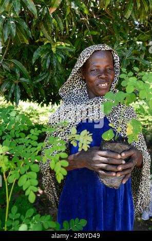 TSCHAD, Guéra, Bitkine, Frau mit Setzlingen von Moringa-Baum zur Einkommensgenerierung im Gemeindegarten, Blätter werden für pflanzliche medizinische Anwendungen verwendet, Moringa oleifera ist ein schnell wachsender, trockenresistenter Baum der Familie Moringaceae / TSCHAD , Guéra, Bitkine, Frau mit Moringa Baum oder auch Meerettichbaum Setzling, Der Anbau wird zur Einkommensförderung genutzt, die Blätter werden als Heilpflanzen verkauft Stockfoto