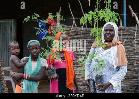 TSCHAD, Guéra, Bitkine, Frau mit Setzlingen des Moringa-Baumes zur Einkommensgenerierung, Blätter werden für pflanzliche medizinische Anwendungen verwendet, Moringa oleifera ist ein schnell wachsender, trockenresistenter Baum der Familie Moringaceae / TSCHAD , Guéra, Bitkine, Frau Djaba HABABA mit Moringa Baum oder Meerettichbaum Setzling, Der Anbau wird zur Einkommensförderung genutzt, die Blätter werden als Heilpflanzen verkauft Stockfoto