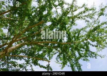 TSCHAD, Sahelzone, Guéra, Stadt Mongo, Acacia Senegalia senegal Baum, das Baumharz wird als Gummi Arabic E414 für die Lebensmittel- und Getränkeindustrie verwendet, d. h. für Cocoa Cola als Stabilisator / TSCHAD , Baum Acacia Senegal, das Harz des Baumes ist Gummi Arabikum bekannt als Stabliisierer E 414 in der Lebensmittel- und Getränkeindustrie u.a. für Coca Cola Stockfoto