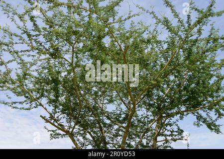 TSCHAD, Sahelzone, Guéra, Stadt Mongo, Acacia Senegalia senegal Baum, das Baumharz wird als Gummi Arabic E414 für die Lebensmittel- und Getränkeindustrie verwendet, d. h. für Cocoa Cola als Stabilisator / TSCHAD , Baum Acacia Senegal, das Harz des Baumes ist Gummi Arabikum bekannt als Stabliisierer E 414 in der Lebensmittel- und Getränkeindustrie u.a. für Coca Cola Stockfoto