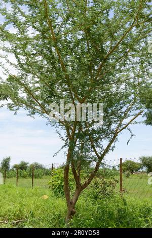 TSCHAD, Sahelzone, Guéra, Stadt Mongo, Acacia Senegalia senegal Baum, das Baumharz wird als Gummi Arabic E414 für die Lebensmittel- und Getränkeindustrie verwendet, d. h. für Cocoa Cola als Stabilisator / TSCHAD , Baum Acacia Senegal, das Harz des Baumes ist Gummi Arabikum bekannt als Stabliisierer E 414 in der Lebensmittel- und Getränkeindustrie u.a. für Coca Cola Stockfoto