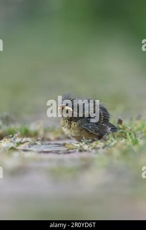 Junger Vogel... Robin Bird *Erithacus rubecula*, noch nicht geblümtes Küken, eingebettet Stockfoto