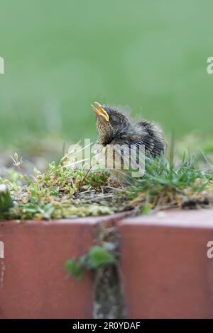 Herzzerreißend... Robin Chick ( Erithacus rubecula ), noch nicht geblümte Tussi, die um Essen bettelt Stockfoto