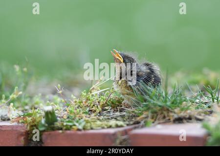 Herzzerreißend... Robin Chick ( Erithacus rubecula ), noch nicht geblümte Tussi, die um Essen bettelt Stockfoto